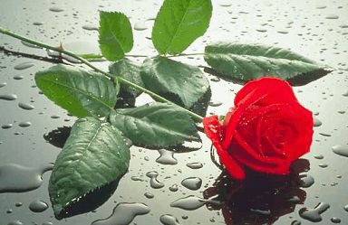 rosa_roja