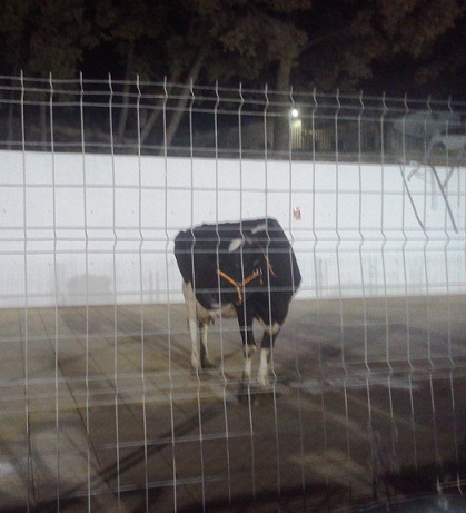 FOTOS_KAKA_DE_LA_VACA_002