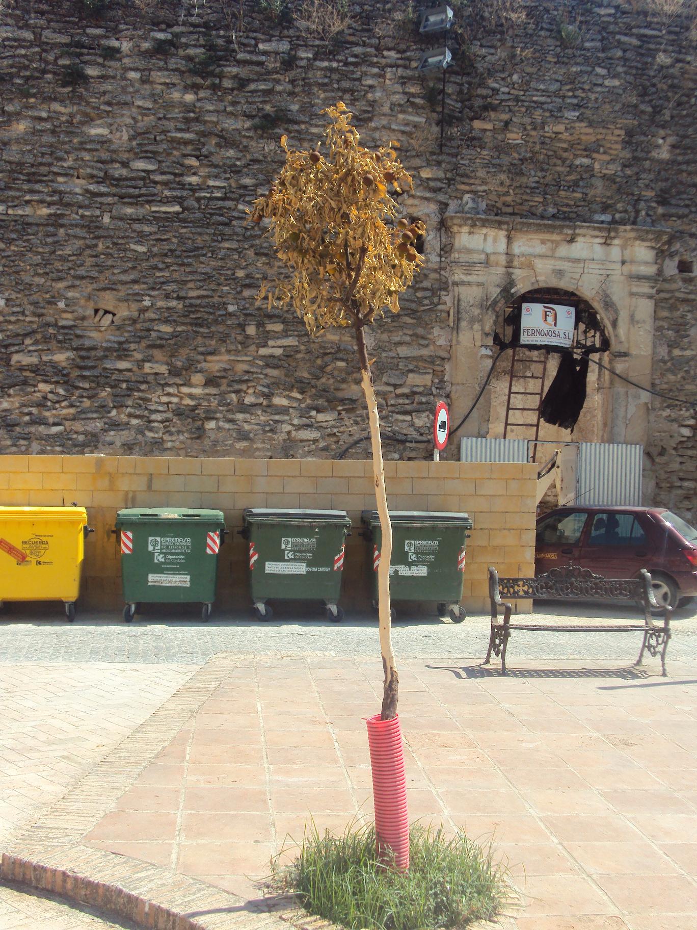 arboleito